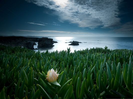 click to free download the wallpaper--White Flower Picture, the Only Flower Left, the Peaceful Sea