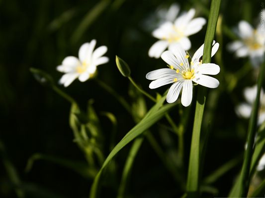 click to free download the wallpaper--White Flower Pictures, Pure Flowers Around Green Grass, Incredible Scene