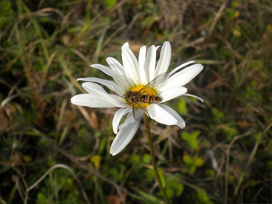 click to free download the wallpaper--White Flowers Image, Pure Flower in Bloom, a Bee Working on