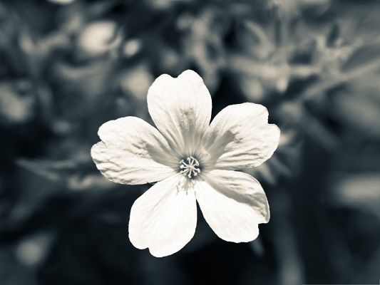 White Flowers Image, Small Flower in Bloom, Amazing in Look