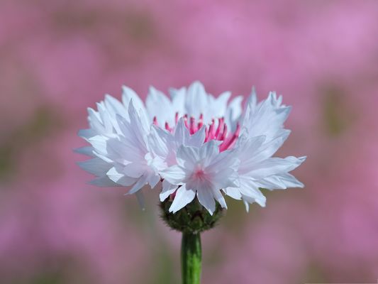 click to free download the wallpaper--White Flowers Image, Tiny Beautiful Flower, Pink Background