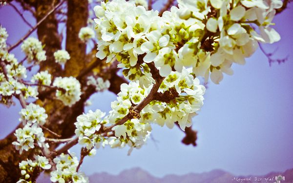 click to free download the wallpaper--White Flowers Image, Tiny Flowers in Bloom, Under the Blue Sky