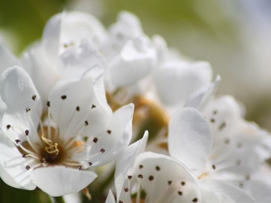 click to free download the wallpaper--White Flowers Photography, Spring Flowers, Gaining New Life in the Upcoming Season