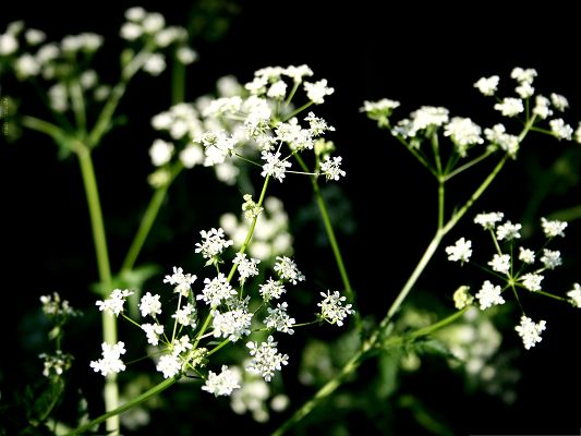 click to free download the wallpaper--White Flowers Photography, Tiny Blooming Flowers and Green Stem, Incredible Scenery
