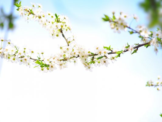 click to free download the wallpaper--White Flowers Pic, Tiny Flowers in Bloom, Thin Brown Branch