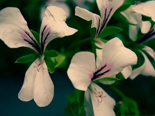 click to free download the wallpaper--White Flowers Picture, Beautiful Flower in Bloom, Green Leaves Beneath