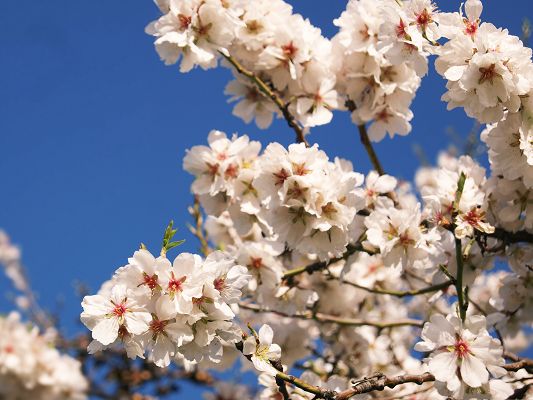 White Flowers Picture, Beautiful Flowers in the Blue Sky, Prosperous Growth