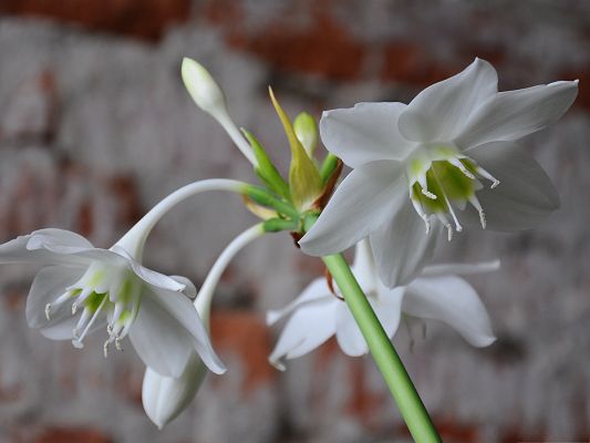 click to free download the wallpaper--White Flowers Picture, Blooming Flower Lowering Down, Shy and Beautiful Look