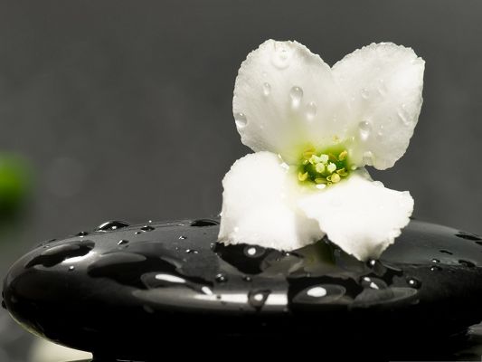 click to free download the wallpaper--White Flowers Picture, Blooming Flower on Zen Stone, Amazing Scenery