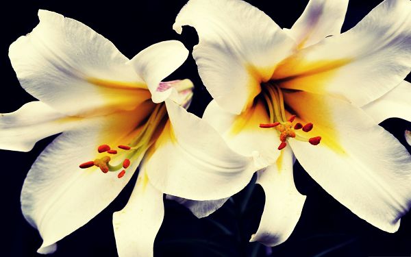 click to free download the wallpaper--White Lilies Photo, Blooming Lilies, Represent Pure and Sweet Love 