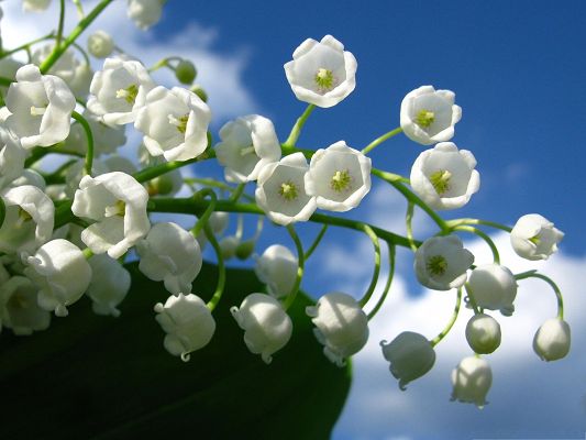 click to free download the wallpaper--White Lily Flowers, Small Flowers Smile Under the Blue Sky, Great Scenery