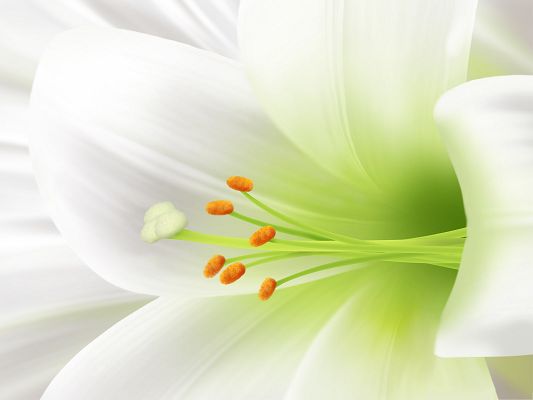 click to free download the wallpaper--White Lily Picture, Easter Flower, Representing Pure Loving
