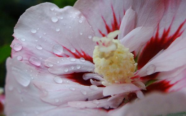 click to free download the wallpaper--White Red Flower, Pure Flower with Rain Drops on Petals, Incredible Look
