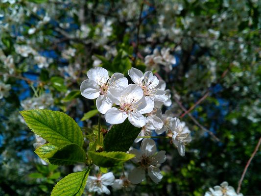 click to free download the wallpaper--White Spring Flowers, Beautiful Blooming Flowers Under Sunshine