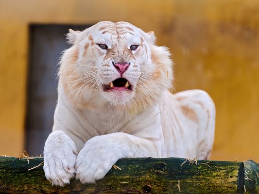 click to free download the wallpaper--White Tiger Pics, Beautiful Tiger Laying Down, Wide Open Mouth