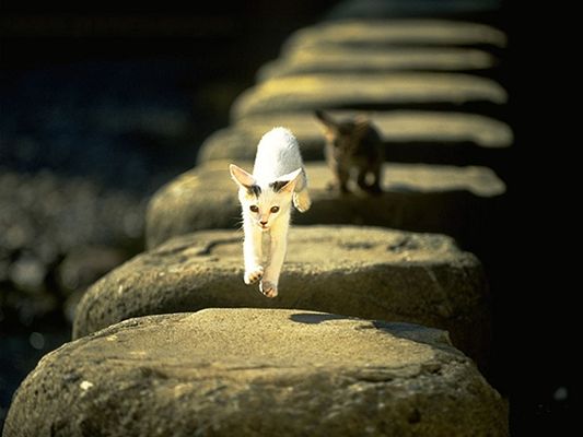 click to free download the wallpaper--Wild Cats Image, Outdoor Kittens, Jumping Across the Stones