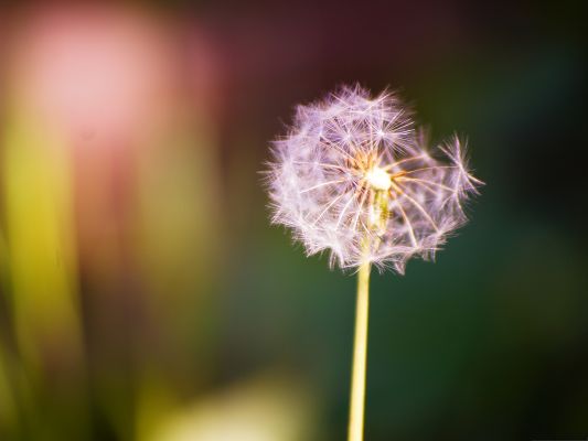 click to free download the wallpaper--Wild Dandelion Picture, Ripe Dandelion, Can Fly Freely Soon