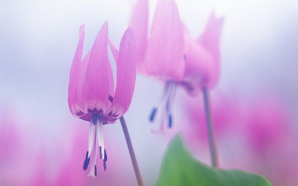 click to free download the wallpaper--Wild Flower Picture, Pink Flowers Added with Soft Effect, Incredible Look