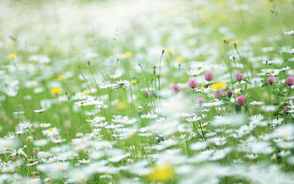 click to free download the wallpaper--Wild Flowers Image, White and Pink Flowers Among Green Grass, Amazing Scene