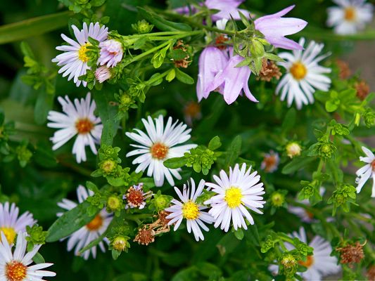 click to free download the wallpaper--Wild Flowers Image, White and Pure Flowers Under Macro Focus, Green Leaves Around