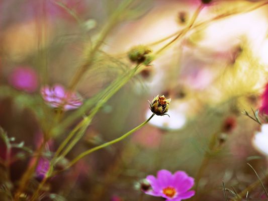 click to free download the wallpaper--Wild Flowers Landscape, Field Flowers in Prosperous Growth, Summer Scene