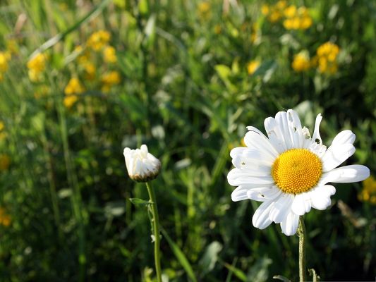 click to free download the wallpaper--Wild Flowers Picture, White and Pure Flower Among Green Grass, Amazing Scenery