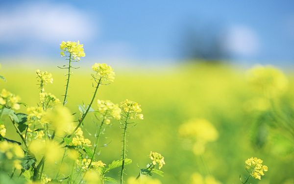 click to free download the wallpaper--Wild Flowers Show, Yellow Flowers in Bloom, the Blue Sky, Amazing Look