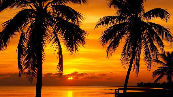 click to free download the wallpaper--With the Setting Sun, Both Coconut Trees and the River Have Presented a Golden Color, You'd Appreciate the Scene - HD Natural Scenery Wallpaper