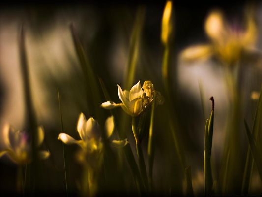 click to free download the wallpaper--Withered Yellow Flowers, Blooming Flowers and Green Stamen, Amazing Scene