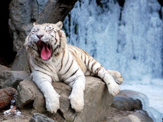 click to free download the wallpaper--Yawning Tiger Image, Staying Around Waterfall, Lying on Stone