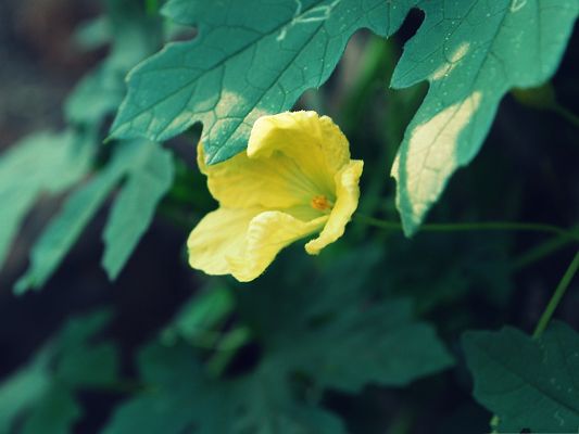 click to free download the wallpaper--Yellow Flower Image, Blooming Flower Under Green Grass, Incredible Scene