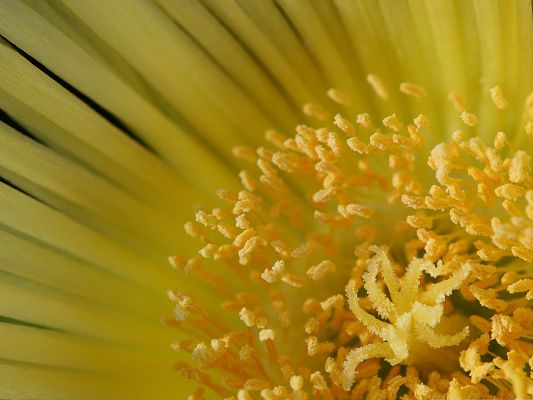 click to free download the wallpaper--Yellow Flower Picture, Blooming Flower Under Macro Focus, Flying Stamen