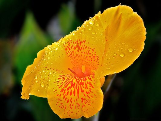 click to free download the wallpaper--Yellow Flower Pictures, Blooming Flower with Rain Drops on the Petal