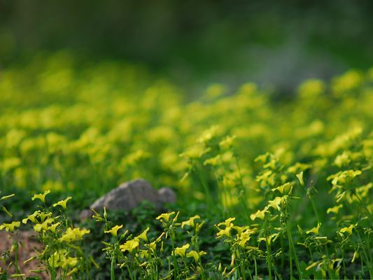 click to free download the wallpaper--Yellow Flower Pictures, Small Flowers Blooming, a Stone Among Them