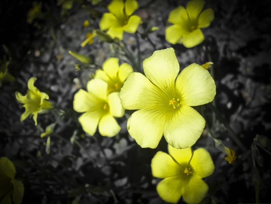 click to free download the wallpaper--Yellow Flowers Image, Blooming Tiny Flower on Black Earth, Amazing Scenery