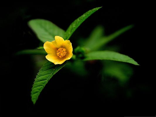 click to free download the wallpaper--Yellow Flowers Picture, Beautiful Flower Under Macro Focus, Black Background