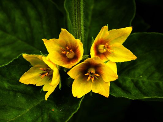 click to free download the wallpaper--Yellow Flowers Picture, Beautiful Flower with Long Stretched Petals, Big Smile