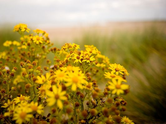 click to free download the wallpaper--Yellow Flowers Picture, Beautiful Flowers Smiling, Green Grass Around