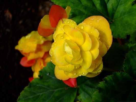 click to free download the wallpaper--Yellow Flowers Picture, Blooming Flower with Rain Drops, Green Leaves Beneath