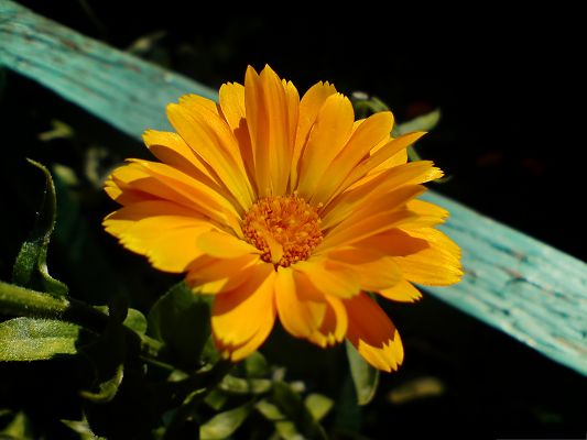 click to free download the wallpaper--Yellow Flowers Picture, Golden Flower Around Blue Wood, Beautiful and Attractive