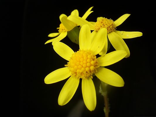 click to free download the wallpaper--Yellow Flowers Picture, Small Flowers in Bloom, Amazing Scenery