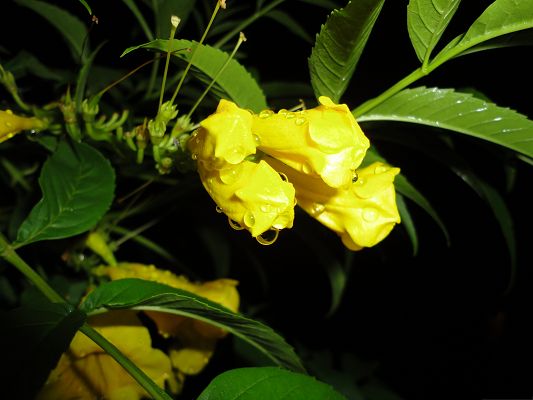 click to free download the wallpaper--Yellow Flowers Picture, Yellow Blooming Flowers with Rain Drops, Incredible Scenery