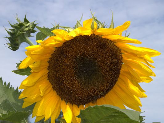click to free download the wallpaper--Yellow Sunflower Image, Beautiful Flower in Bloom, Under the Blue Sky
