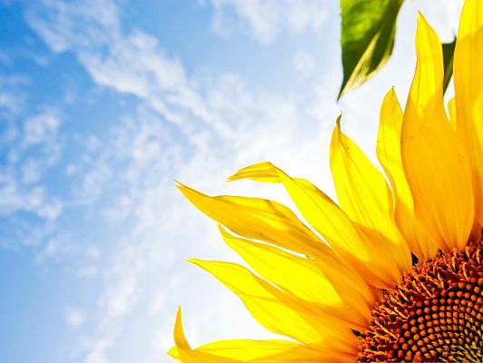 click to free download the wallpaper--Yellow Sunflower Pic, Blooming Sunflower Under the Blue Sky