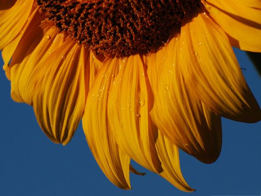 click to free download the wallpaper--Yellow Sunflower Picture, Beautiful Sunflower with Rain Drops, Under the Blue Sky