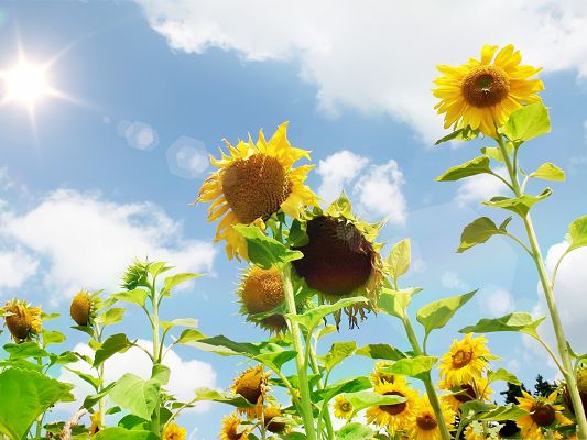click to free download the wallpaper--Yellow Sunflowers Image, Beautiful Sunflower Turning Face Toward the Sun