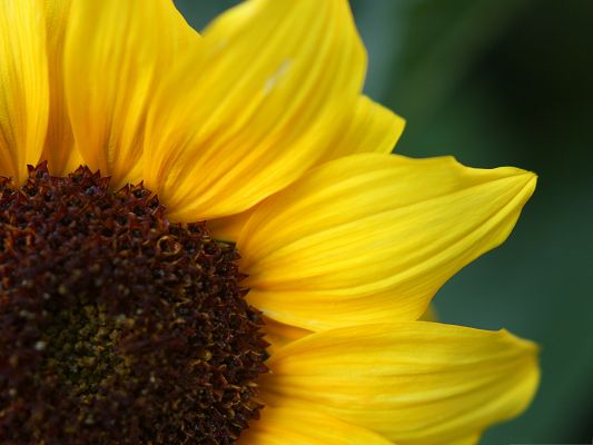 click to free download the wallpaper--Yellow Sunflowers Pic, Beautiful Flower in Bloom, Attractive and Impressive