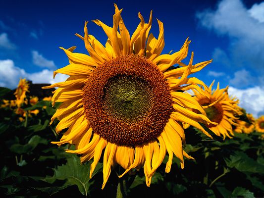 click to free download the wallpaper--Yellow Sunflowers Picture, Blooming Sunflower and Green Leaves, Under the Blue Sky