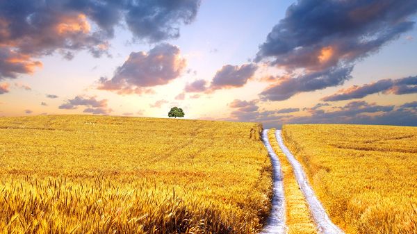 click to free download the wallpaper--Yellow Weeds in Two Parts, a Narrow Road in the Middle Part, Weeds Are Flying, It is Such Wonderful Scene - HD Natural Scenery Wallpaper
