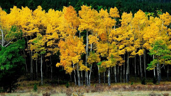 click to free download the wallpaper--beautiful pictures of nature - Tall Trees with Yellow Leaves, Looking Great, Shall be Quite a Fit